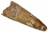 Fossil Spinosaurus Tooth - Real Dinosaur Tooth #327839-1